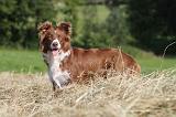 BORDER COLLIE 594